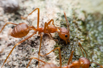 Red ant is drinking water.