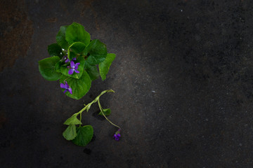 bouquet of violets on a dark grunge  background. Top view . Toned photo.  Blackout photos.