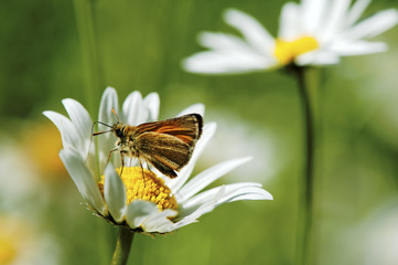 Braunkolbiger Braun-Dickkopffalter (= Ockergelber Braun-Dickkopffalter, Thymelicus sylvestris)  auf Margerite (Leucanthemum vulgare) 