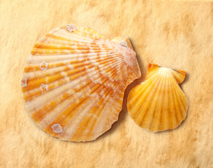 Two seashells