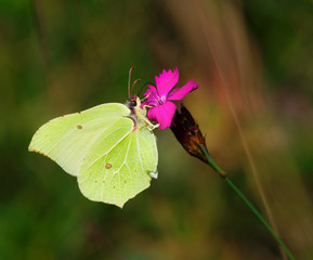 Zitronenfalter auf Karthäusernelke im Naturschutzgebiet Kundinger Feld in Bayern