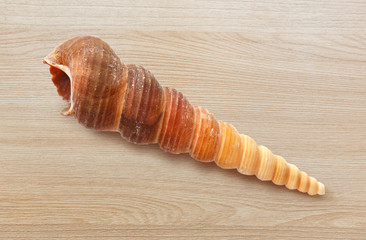 Single sea conch