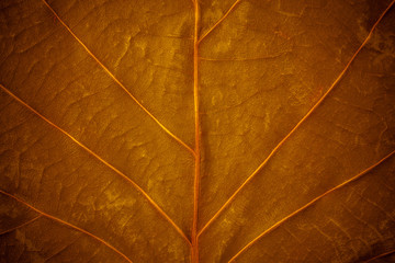 Gold leaves for background.
