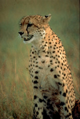Südafrika: Leopard im Shamwari Game Reserve.