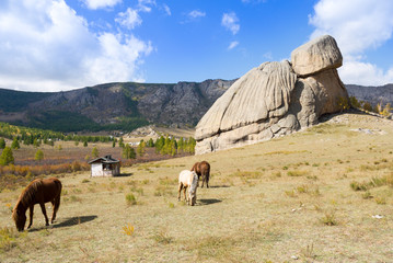 Chevaux sauvages broutant près de Turtle Rock en Mongolie