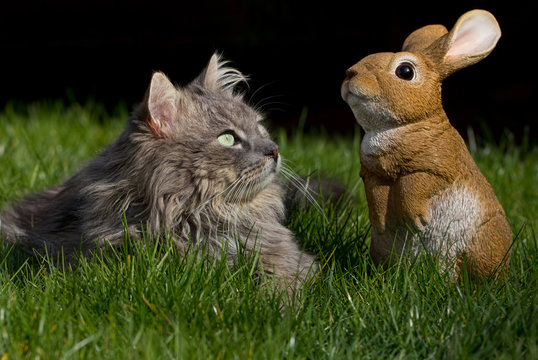 Katze und Osterhase im Gras