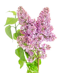 Pink, purple, Syringa vulgaris (lilac or common lilac)