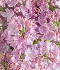 Pink, purple, Syringa vulgaris (lilac or common lilac), texture