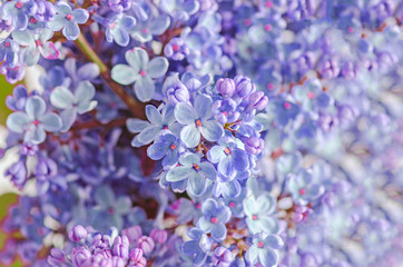 Blue, mauve Syringa vulgaris (lilac or common lilac), floral texture © Negoi Cristian