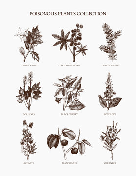  Vector Most Poisonous Plants Collection. Botanical hand drawn illustration. Vintage noxious plants sketch set 