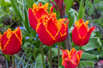 blühende rot gelbe Tulpen