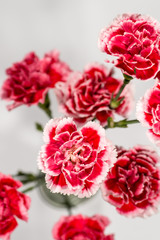 カーネーション