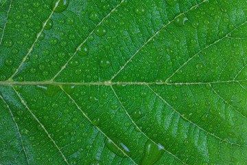 Fototapeta premium Water droplets on a green leaf.