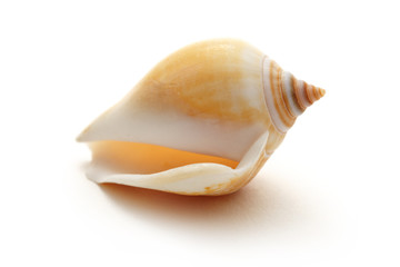 Single seashell on white background