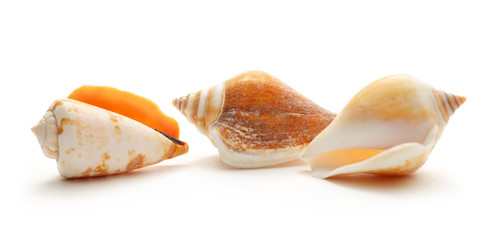 Many seashells on white background