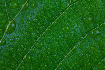 Water droplets on a green leaf.