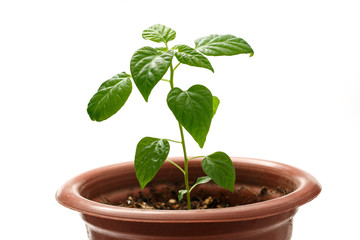 Young pepper seedling growing