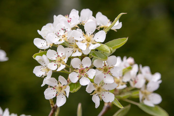 Kirschbaum Blüte
