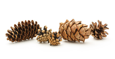 Dry cones on the white background