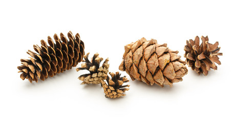 Dry cones on the white background