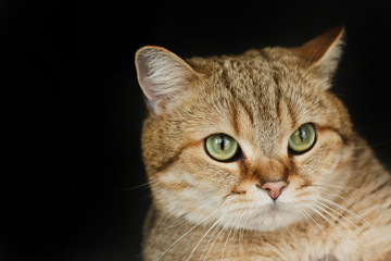 Red cat looking up sitting on black background