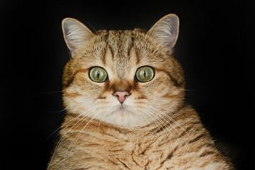 Obraz premium Czerwony kot patrząc w górę siedząc na czarnym tle