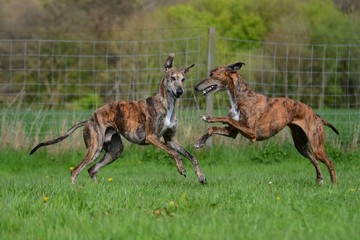 spielende Galgos