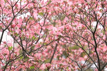 満開のハナミズキ
