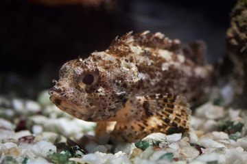 Black scorpionfish (Scorpaena porcus).