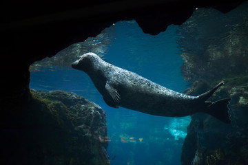 Harbor seal (Phoca vitulina). © Vladimir Wrangel