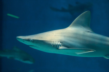 Sandbar shark (Carcharhinus plumbeus).