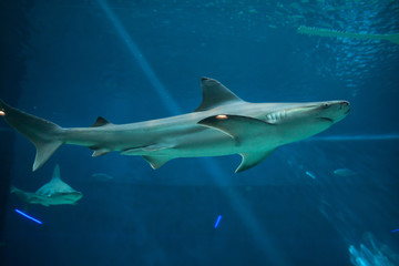 Sandbar shark (Carcharhinus plumbeus).