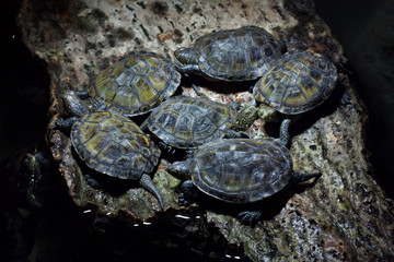 European pond turtle (Emys orbicularis).