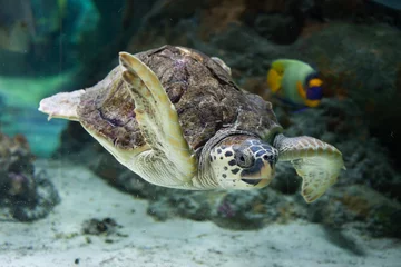Door stickers Tortoise Loggerhead sea turtle (Caretta caretta).