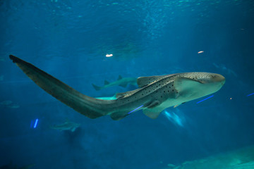 Fototapeta premium Zebra shark (Stegostoma fasciatum).