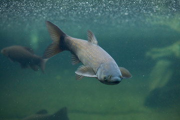 Grass carp (Ctenopharyngodon idella).