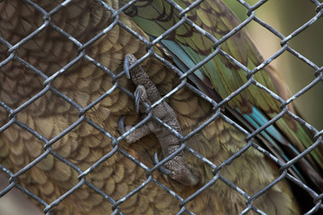 Kea (Nestor notabilis). Foot.