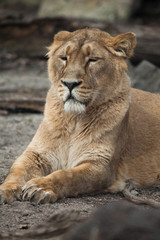 Naklejka na ściany i meble Female Asiatic lion (Panthera leo persica).