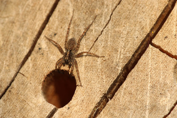 Spinne
