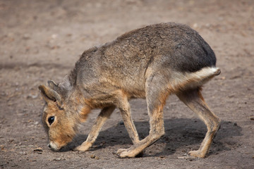 Patagonian mara (Dolichotis patagonum).