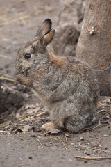 Naklejka na ściany i meble European rabbit (Oryctolagus cuniculus).