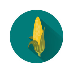 Corn color icon