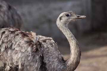 Darwin's rhea (Rhea pennata) © Vladimir Wrangel