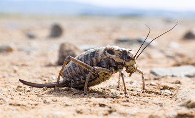 Gros Criquet au sol en Mongolie