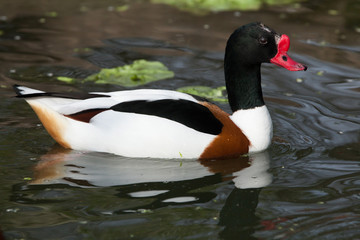Common shelduck (Tadorna tadorna).