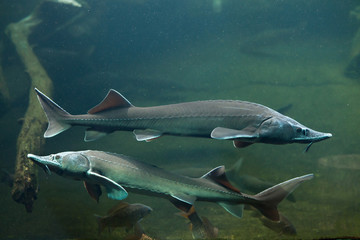 Siberian sturgeon (Acipenser baerii).