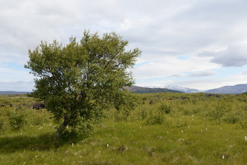 Baum auf Island