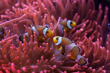 Ocellaris clownfish (Amphiprion ocellaris).