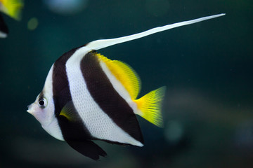 Fototapeta premium Pennant coralfish (Heniochus acuminatus).