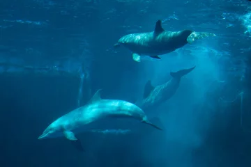 Photo sur Plexiglas Dauphin Grand dauphin commun (Tursiops truncatus).